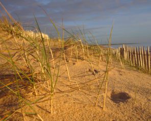 Dunes sur une plage de la Faute sur Mer dans le Marais poitevin