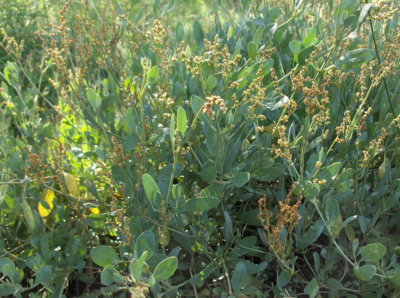 L'Obione faux-pourpier est une plante des prés salés que l'on trouve sur le littoral atlantique (baie de l'Aiguillon) du Marais poitevin.