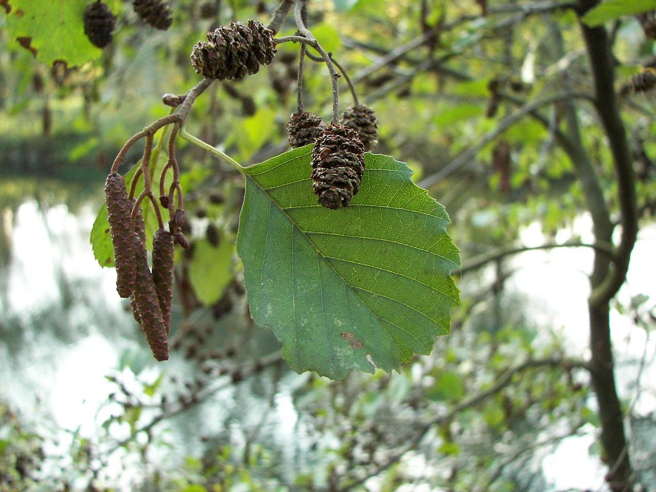 L'Aulne glutineux est un arbre présent dans le Marais poitevin. Il a l'écorce grise et fissurée. Ses feuilles sont arrondies et légèrement dessinées en forme de cœur. Les fruits de l'aulne sont coniques.