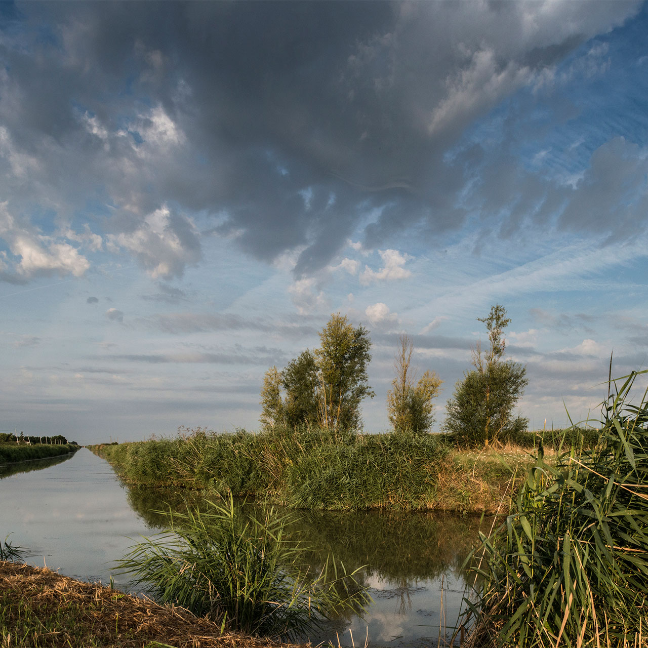 Marais poiteivn : vue d'un canal du marais desséché dans le Marais poitevin