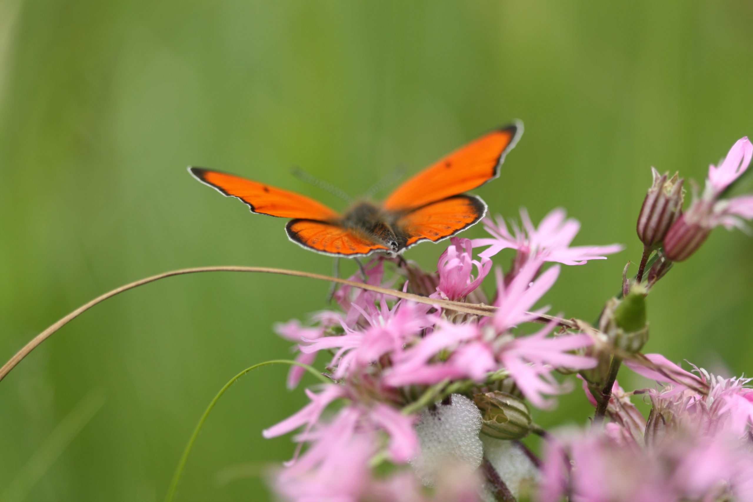 Le Cuivré des marais est un papillon présent dans les prairies naturelles du Marais poitevin. Il tient son nom au rouge doré de ses ailes bordées de noir