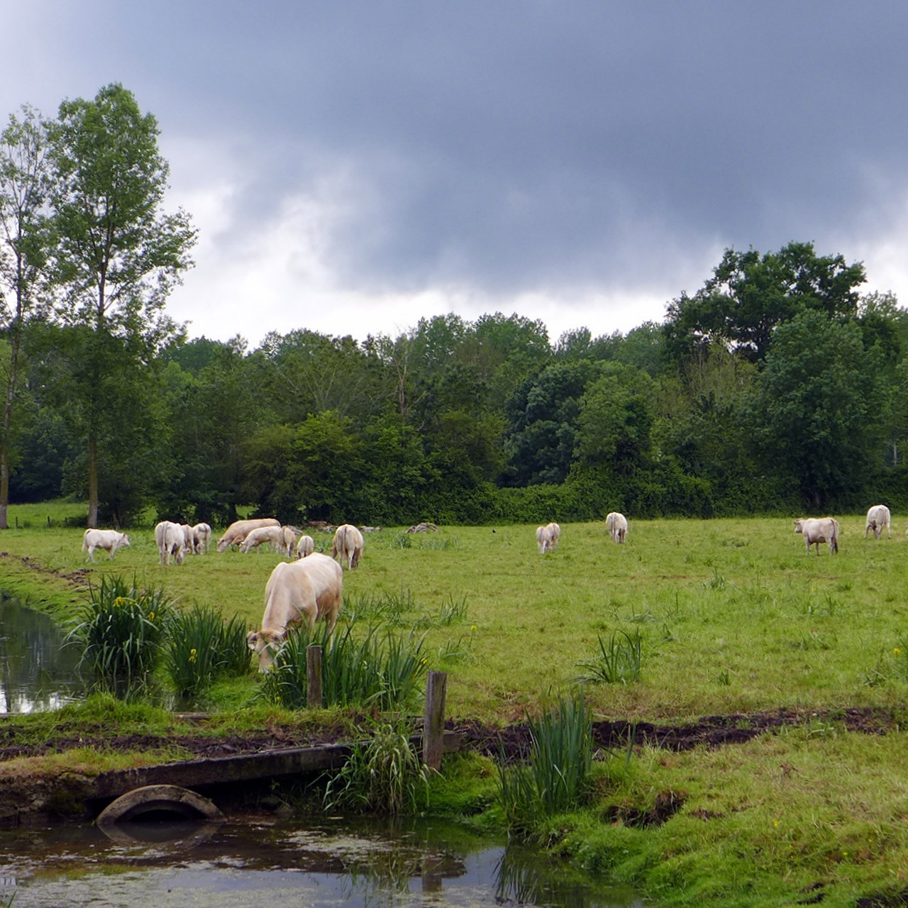 Vaches paissant dans les prairies entourées de conches et de canaux dans le Parc naturel régional du Marais poitevin