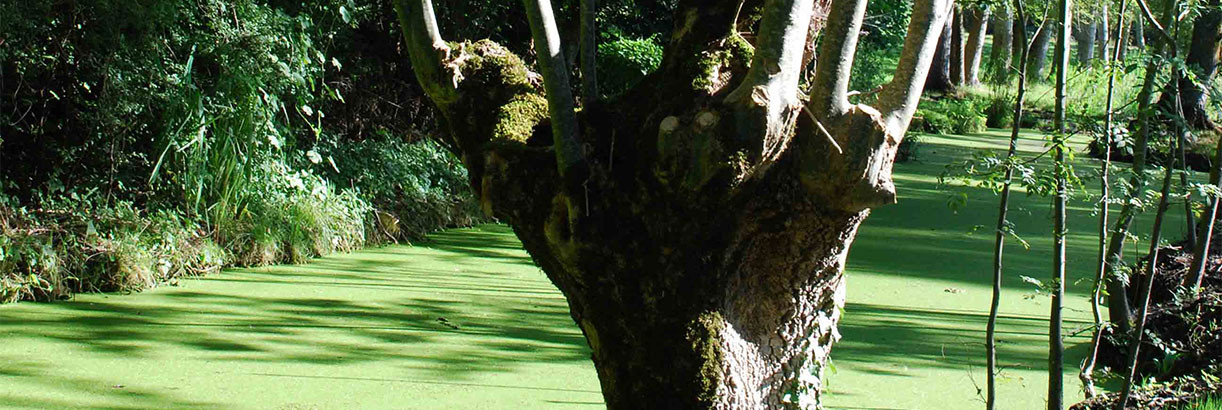 Fête du Frêne têtard à Amuré, arbre emblématique du Marais poitevin