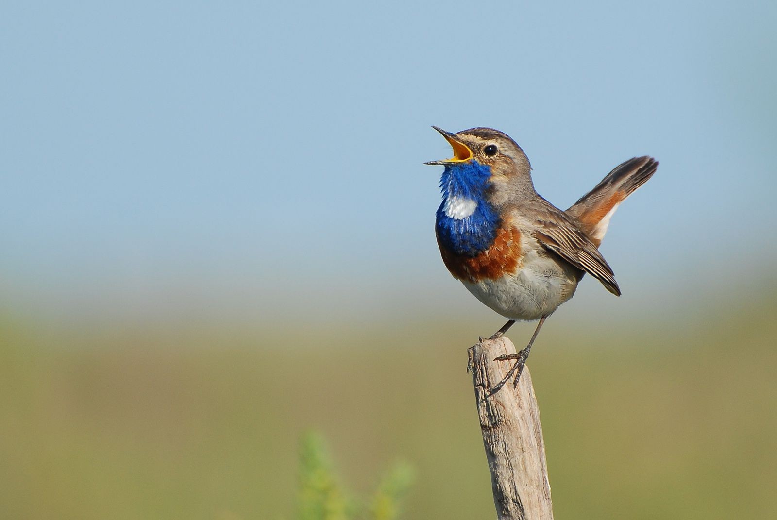 La Gorgebleue à miroir est un oiseau migrateur magnifique, facilement reconnaissable à son plastron bleu. Il est présent en bordure de la baie de l'Aiguillon dans le Marais poitevin