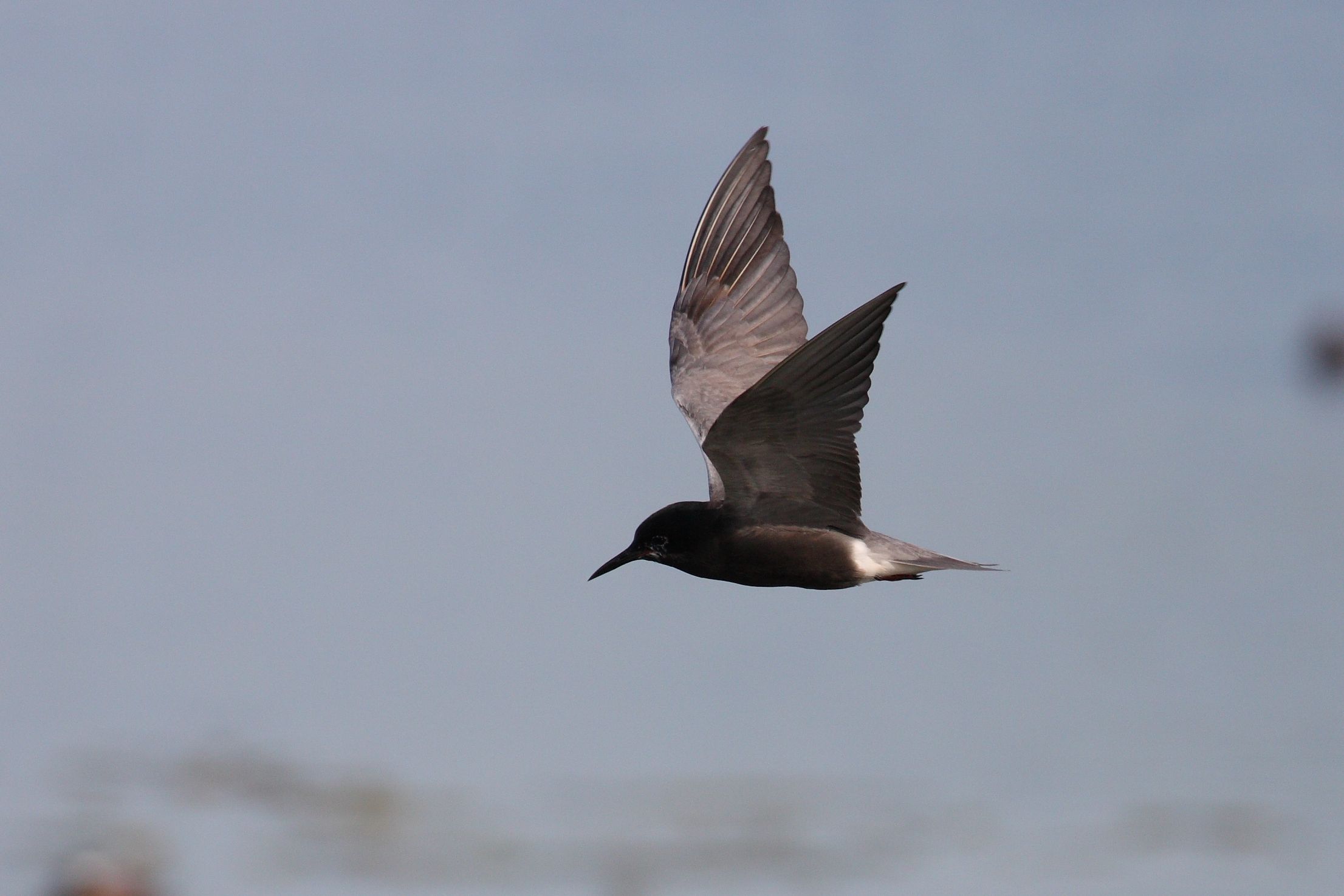 Guifette noire : un oiseau migrateur présent dans le Marais poitevin