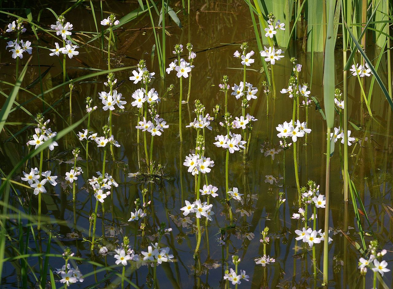 L'Hottonie des Marais dresse ses fleurs, blanches à rosées, au-dessus de l'eau dans le Marais poitevin