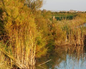 Paysages du marais desséché, l'un des paysages du Parc naturel régional du Marais poitevin