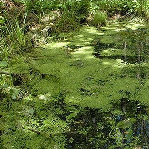 Plantes aquatiques : tapis de lentilles d'eau dans le Marais poitevin