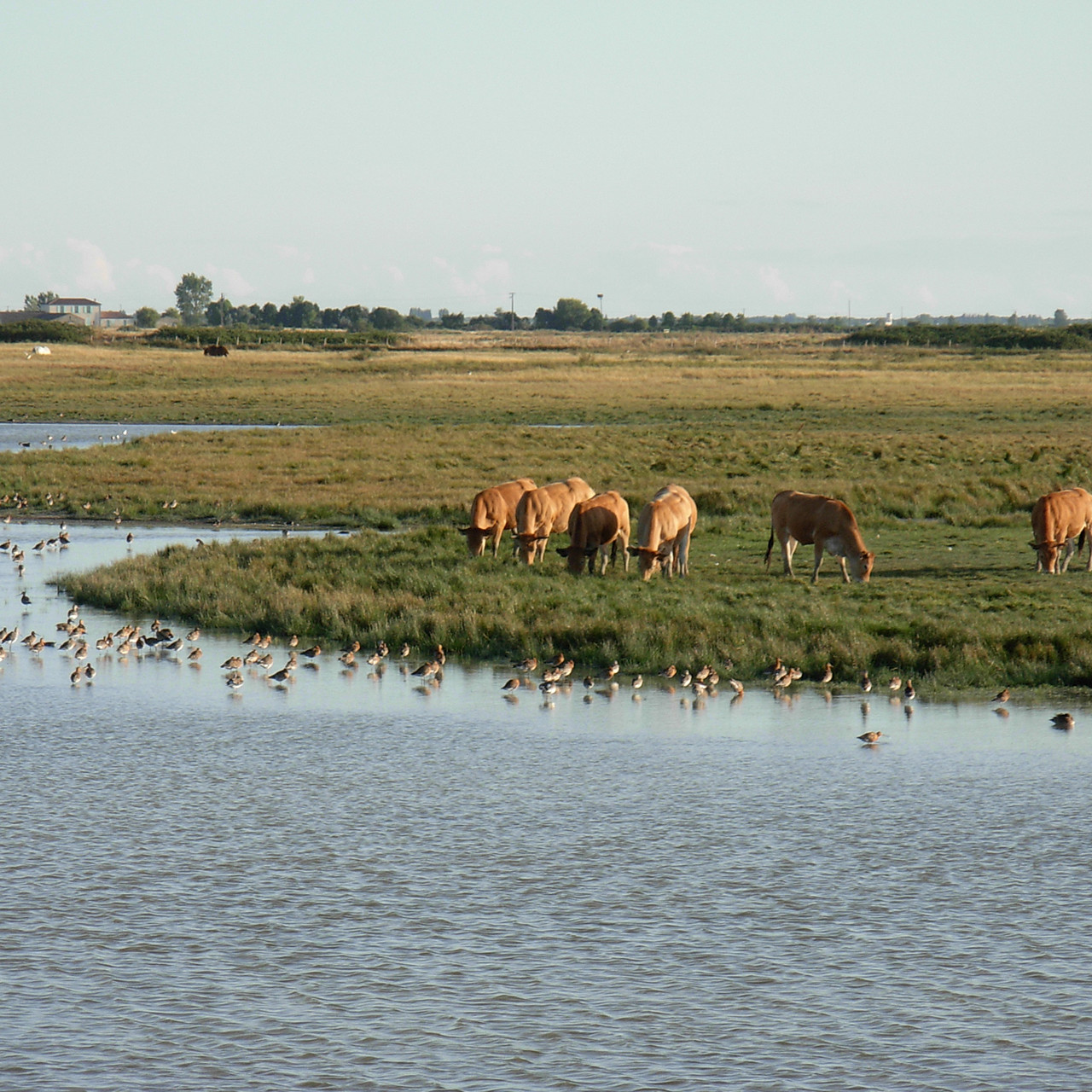 Vaches paissant dans les prairies du marais desséché, paysage du Marais poitevin