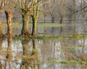 Le marais mouillé inondé, une image fréquente en hiver dans le Marais poitevin