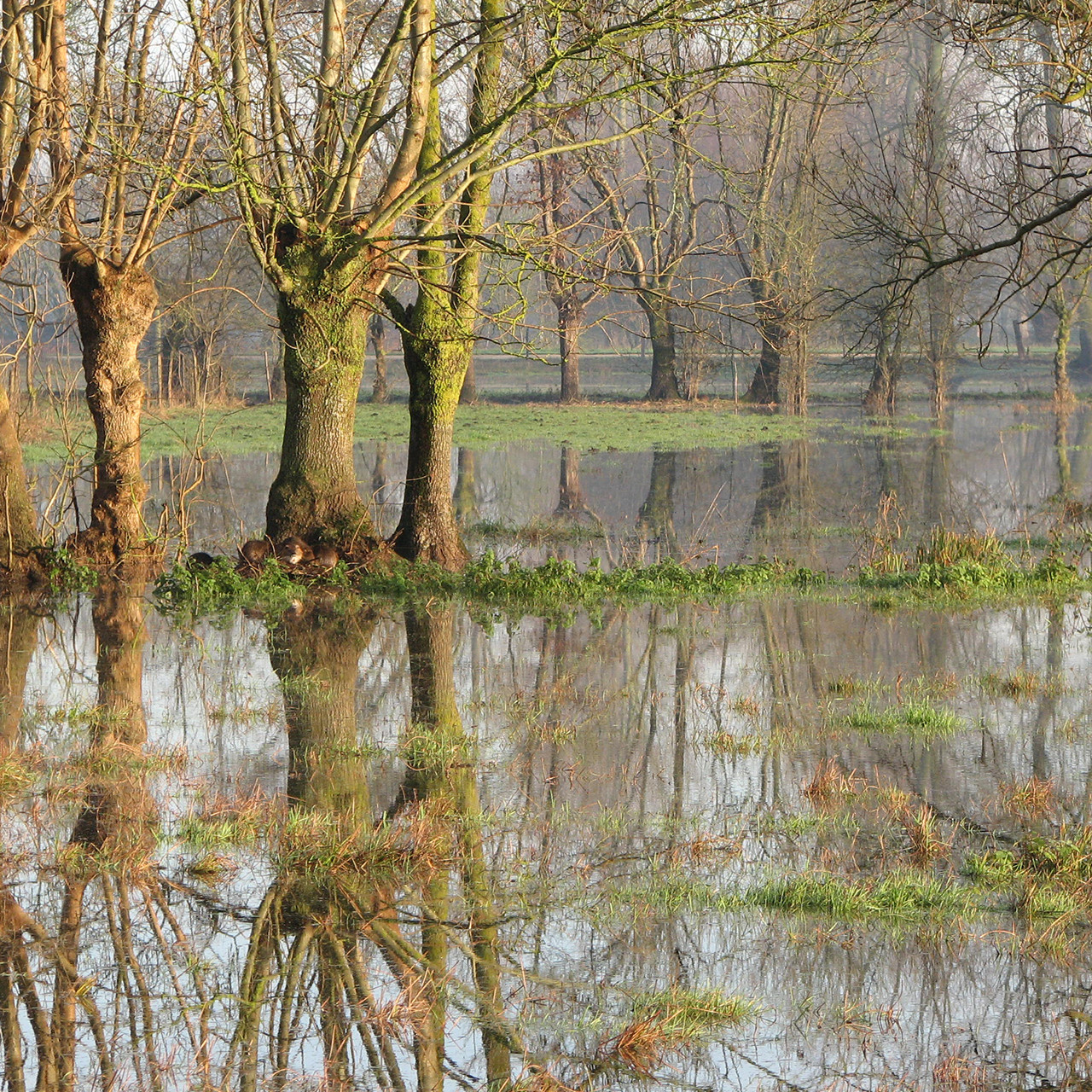 Le marais mouillé inondé, une image fréquente en hiver dans le Marais poitevin