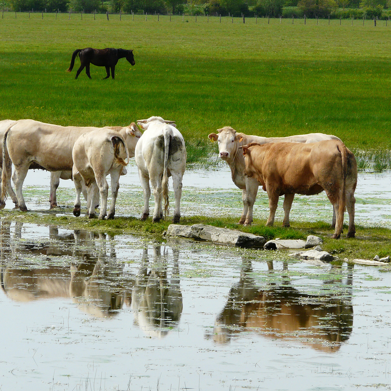 Vaches dans un communal dans le Marais poitevin