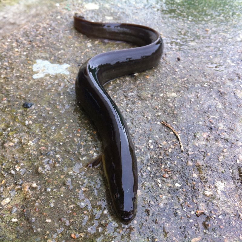 Anguille adulte, une espèce emblématique du Parc naturel régional du Marais poitevin
