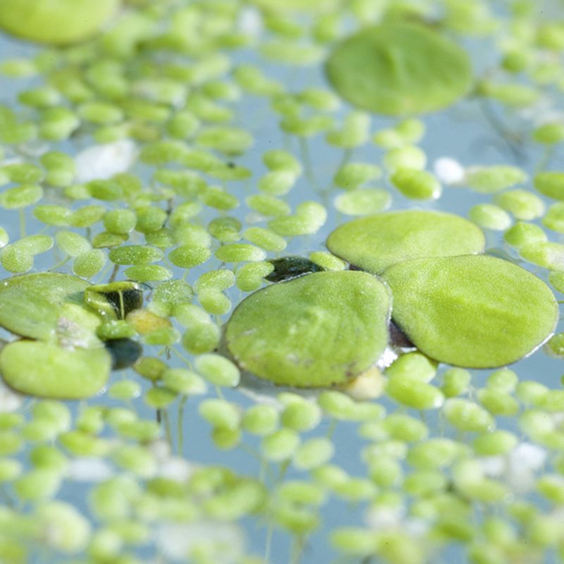 Les Lentilles d'eau forment des tapis verts qui recouvrent la surface des canaux du Marais poitevin.
