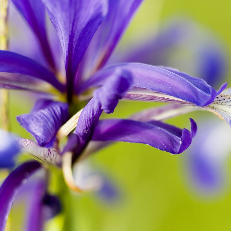 L'Iris bâtard est une plante localisée dans les prairies subsaumâtres humides à l'ouest du Marais poitevin comme à Saint Denis du Payré. L'Iris bâtard est un iris de couleur mauve.