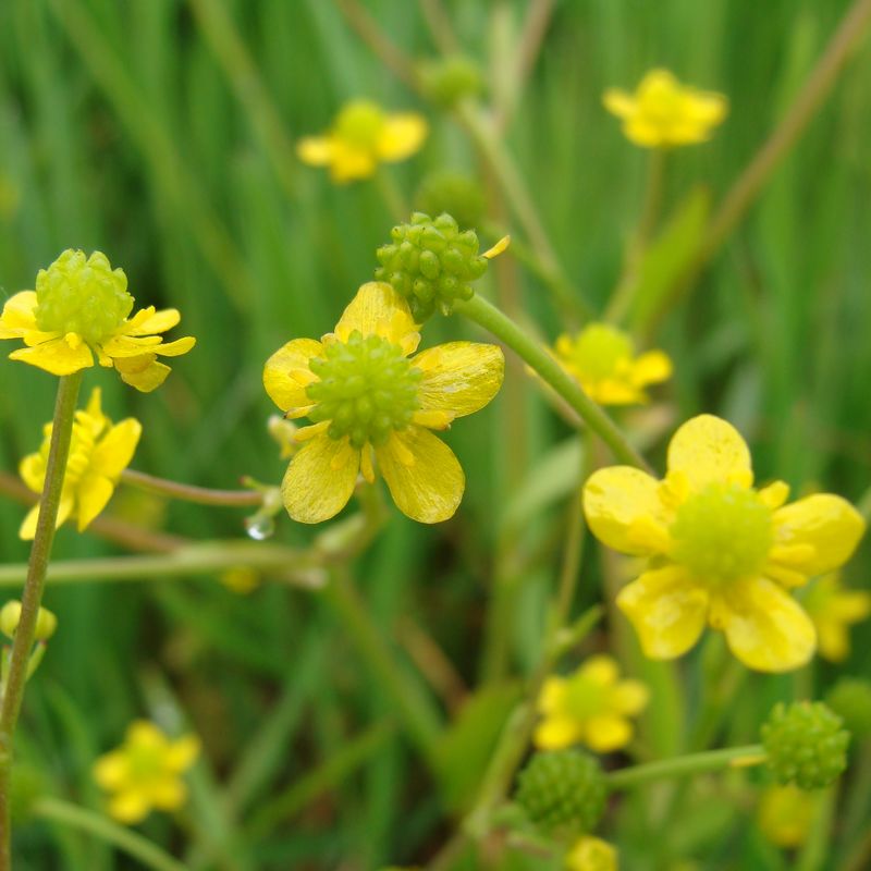 La Renoncule à feuilles d'Ophioglosse est caractéristique des prairies subsaumâtres du Marais poitevin. C’est une petite plante aux fleurs jaunes.
