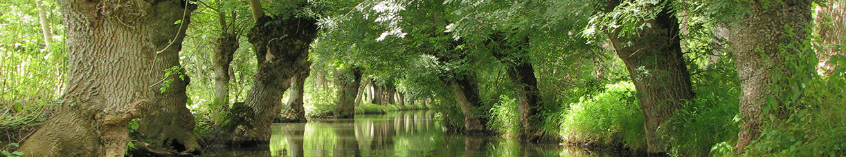 Voie d'eau bordée de frênes tétards dans le Marais poitevin