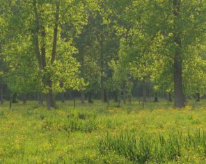 Prairie du marais mouillé, paysage emblématique du Marais poitevin