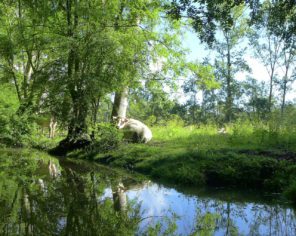 Vaches sur une prairie en bord de conche dans le Marais poitevin