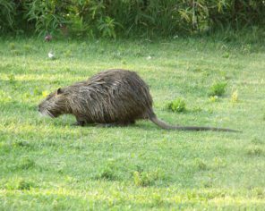 Le Ragondin est reconnaissable à ses quatre grandes incisives orange tirant sur le rouge. Il est très présent dans le Marais poitevin