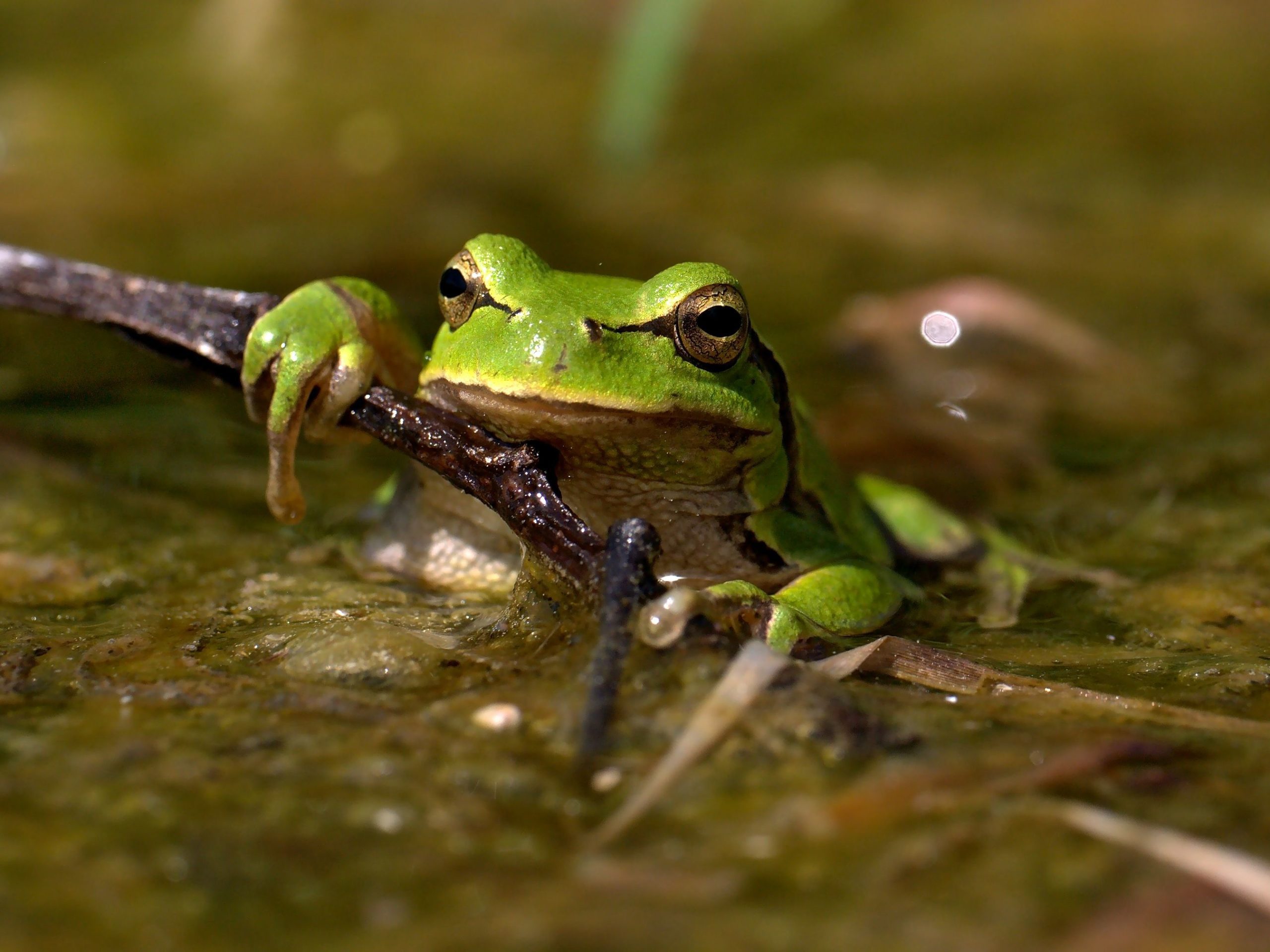 La Rainette verte, espèce vivant dans le Marais poitevin, est une petite grenouille qui se distingue par sa couleur étonnante : vert pomme