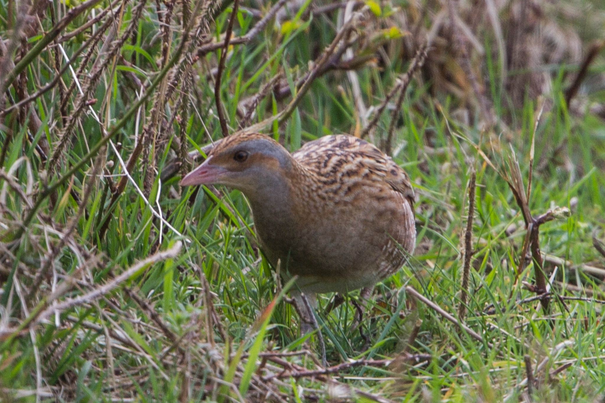 Le Râle des genêts est un oiseau de petite taille, présent dans les prairies du Marais poitevin.