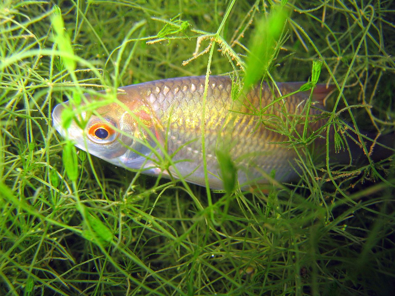 Le Gardon, espèce du Marais poitevin, est un poisson omnivore. Il se nourrit aussi bien de plantes aquatiques, d'algues, que de larves d'insectes, de mollusques, de crustacés...