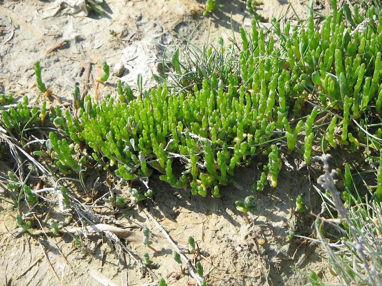 La Salicorne est une plante grasse du Marais poitevin. Elle est comestible.