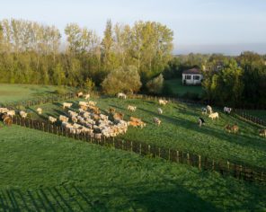 Troupeau de vaches dans le marais communal de Lairoux dans le Marais poitevin