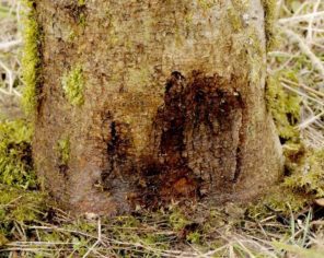 Chalarose sur un tronc d'arbre, Parc naturel régional du Marais poitevin