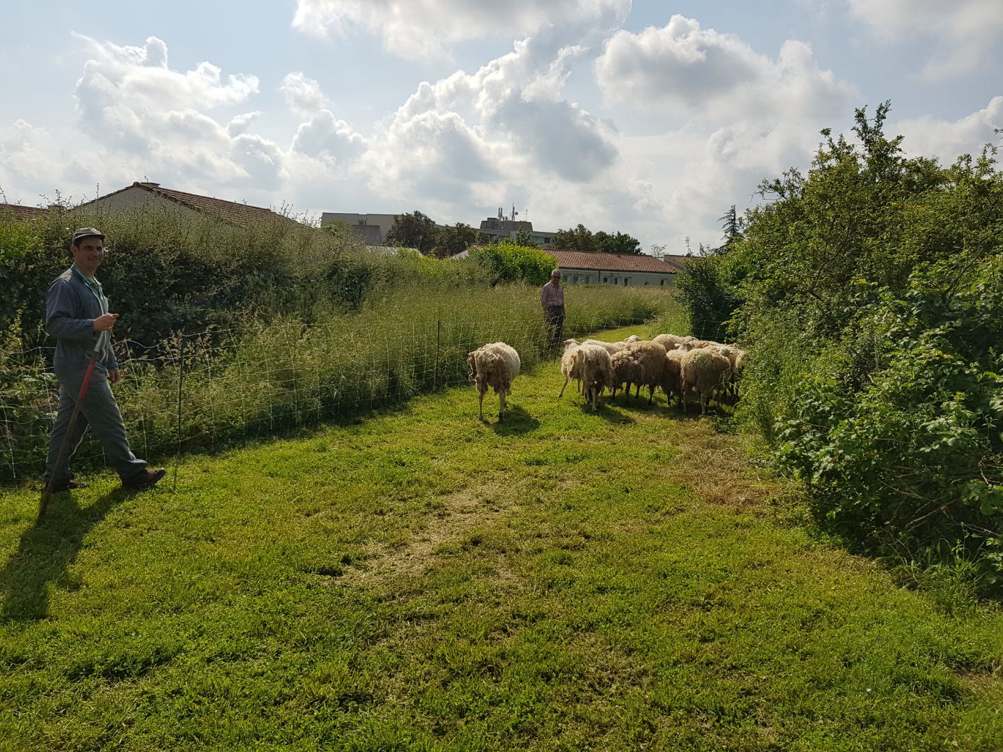 mise à l'herbe de moutons à Chaillé-les-Marais