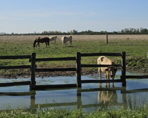 Abreuvoir au fossé (2025) @ Ariane Lacroix