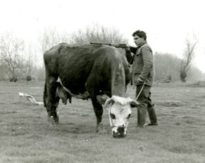 Scène de chasse à la vache sur le marais communal du Poiré-sur-Velluire © G. Bardot