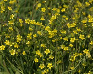 Renoncule à feuilles d'ophioglosse (2009) @ Alain Texier