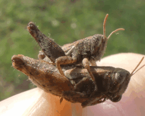 Criquet pansu (2025) @ Marc mazurier