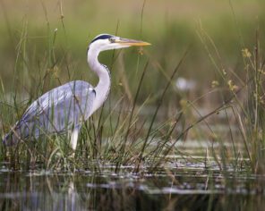 Héron cendré (2024) @ Lucas Mugnier