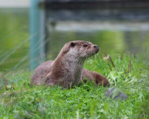 Loutre européenne (2019) @ Delphine Decoene