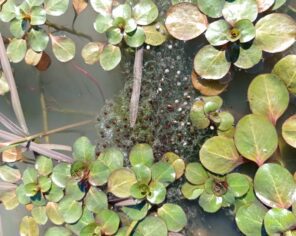Ponte de grenouille verte sur la Baisse de Morusson (2021) @ PNR Marais poitevin