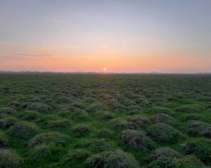 Mottureaux du Poiré-sur-Velluire au lever de soleil (décembre 2022) @ Delphine Decoene, PNR Marais poitevin
