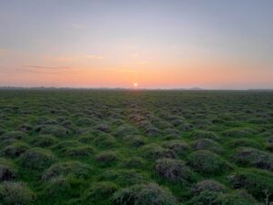 Mottureaux du Poiré-sur-Velluire au lever de soleil (décembre 2022) @ Delphine Decoene, PNR Marais poitevin