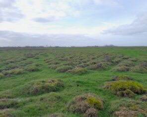 Mottureaux du marais communal du Poiré-sur-Velluire (janvier 2023) @ Delphine Decoene, Marais poitevin