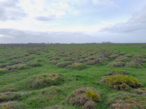 Mottureaux du marais communal du Poiré-sur-Velluire (janvier 2023) @ Delphine Decoene, Marais poitevin