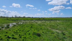 Marais communal du Poiré-sur-Velluire (Avril 2025) © Ariane Lacroix, PNR Marais poitevin