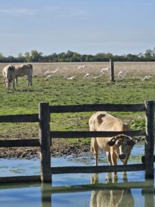Marais communal du Poiré-sur-Velluire depuis la route des Huttes (Septembre 2025) © Ariane Lacroix, PNR Marais poitevin