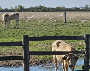 Marais communal du Poiré-sur-Velluire depuis la route des Huttes (Septembre 2025) © Ariane Lacroix, PNR Marais poitevin