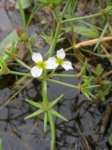 Étoile d'eau sur le Marais communal du Poiré-sur-Velluire © PNR Marais poitevin