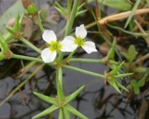 Étoile d'eau sur le Marais communal du Poiré-sur-Velluire © PNR Marais poitevin