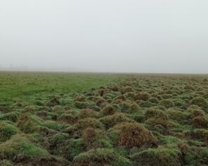 Mottureaux du marais communal du Poiré-sur-Velluire par matin brumeux (novembre 2021) @ Delphine Decoene, PNR Marais poitevin