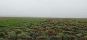 Mottureaux du marais communal du Poiré-sur-Velluire par matin brumeux (novembre 2021) @ Delphine Decoene, PNR Marais poitevin