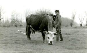 Scène de chasse à la vache sur le marais communal du Poiré-sur-Velluire © G. Bardot